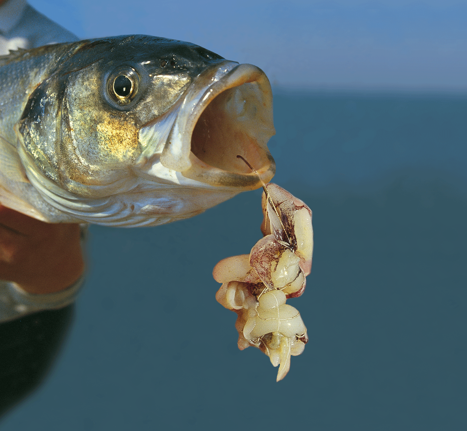 Tackle and Tactics to Catch Autumn Bass Using Squid as Bait