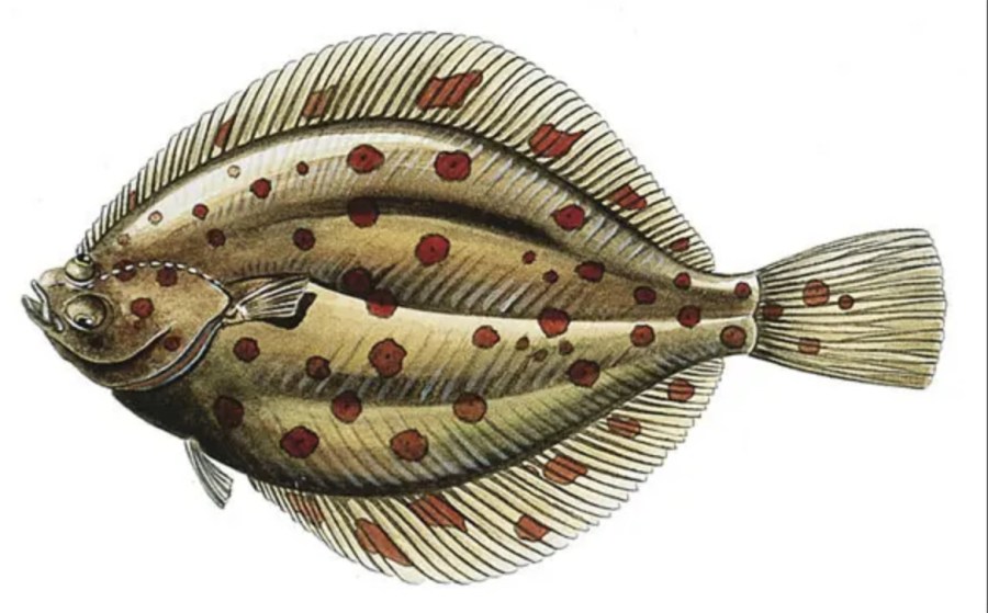 Know Your Flatfish Species With Our Identification Guide - SeaAngler