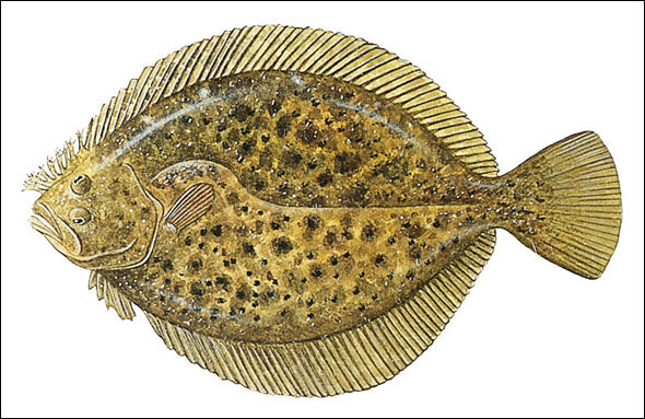 Types of Flatfish: the Complete Guide