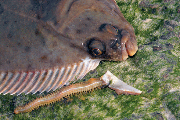 flounder fishing bait
